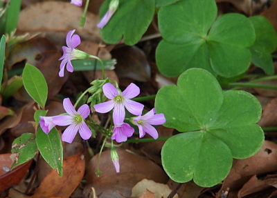 [This flower is lilac with five petals and a yellow center. It's tiny with muliple blooms coming from one branch yet nearly all the blooms are smaller than one multi-lobed leaf.]